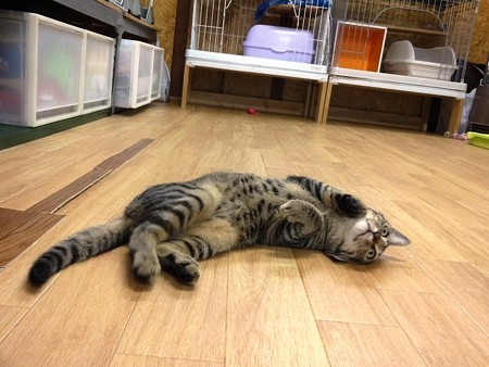 テト「可愛いっていってくれないかな～」