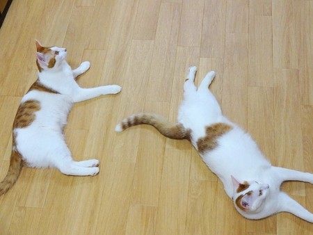 ピノ&パピコ「のびのびなのよ~」