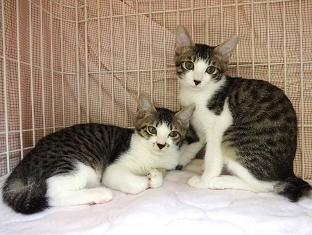 つくし＆なずな