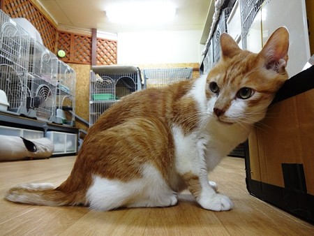 あつし「早く撫でてほしいです。。。」
