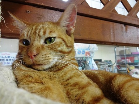 シモン「月光さ～、ボクを傷つけまいとしてウソついてるんじゃないの～？」