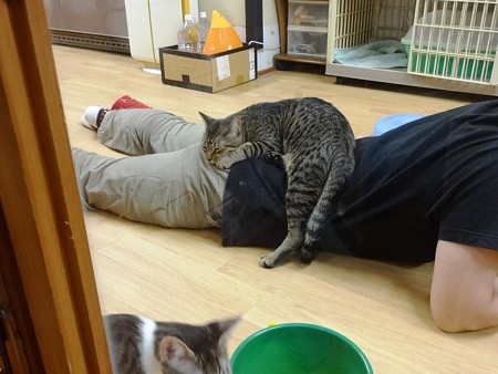 テト「zzz・・・」
