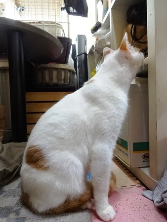 ちゃぼん