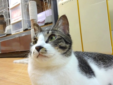 ココア「首がないとか言うな！」
