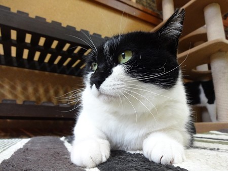 ミエル「少しぐらいポッチャリの方が可愛いのよ」