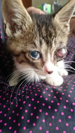 大地、左目デスメ膜瘤