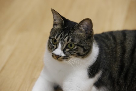 きく「はやくどっか行ってほしいわー」