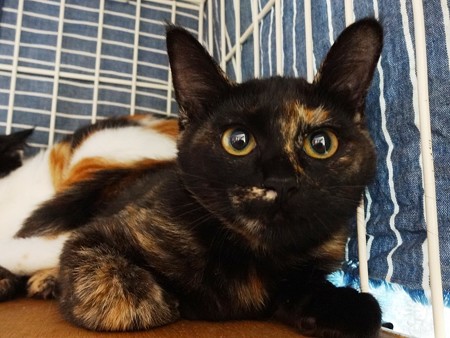 サヤ「だから、あまり近付いてこないでね？」