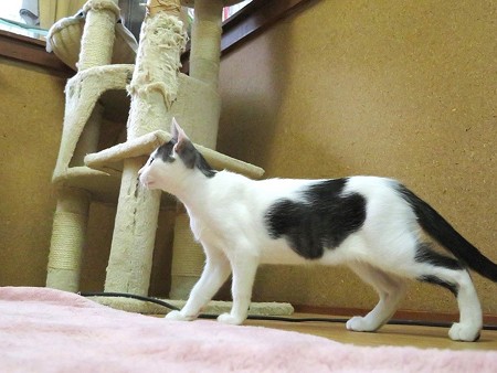 ラッキー「ぼくは獲物探しの旅に出るです」