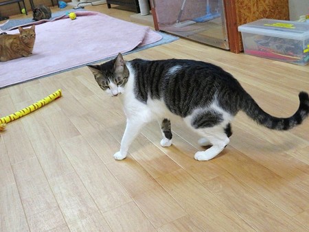 サブレ「こうなったらトコトン悪になってやる」