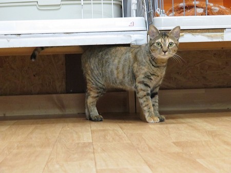 ナナ「来年はあたしのご飯を一番最初にちょうだいね!」