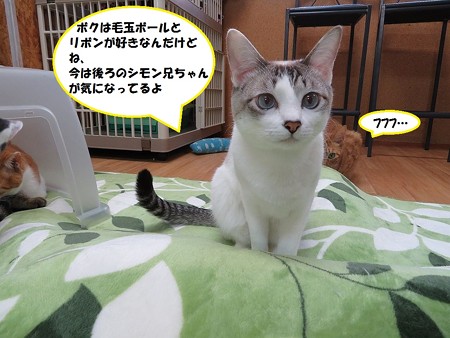 ジョルジ
