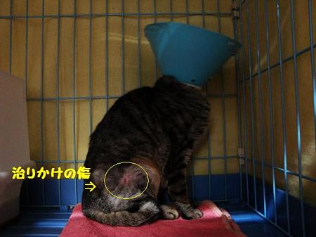 よわくんの傷の状態