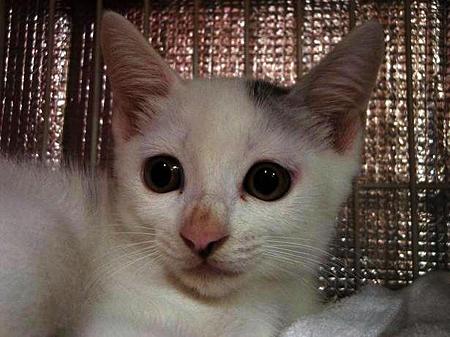 テン7