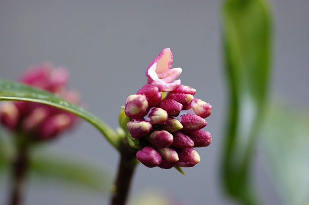 沈丁花蕾2 照片共享頁面 攝影藏