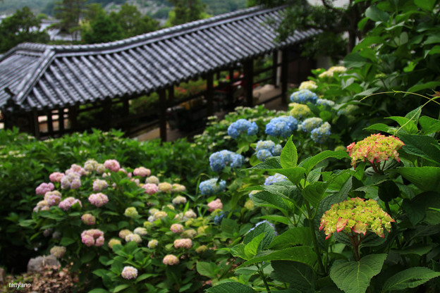 吉備津神社アジサイ園 写真共有サイト フォト蔵