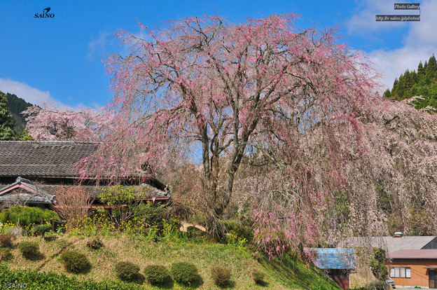 しだれ桜 宮崎県五ヶ瀬町 写真共有サイト フォト蔵