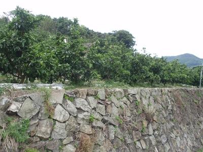 ほっと 和歌山県 和歌山県広報リレーブログ 有田みかんと石垣