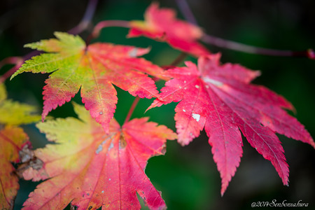 20141007-610_5327