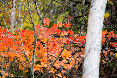 20141007-610_5333