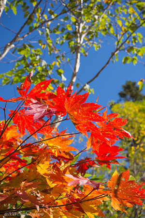 20141007-610_5354