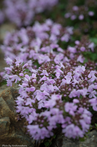 写真: DSC_9424