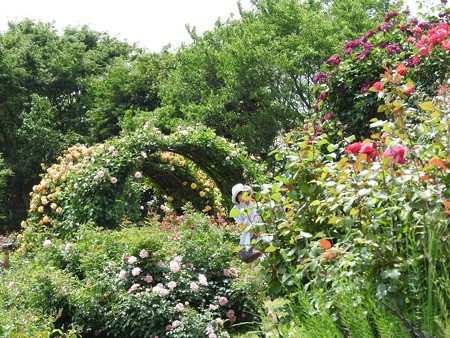 京成バラ園09