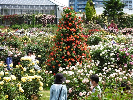 京成バラ園18