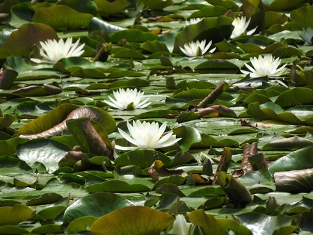 京成バラ園 睡蓮の池03