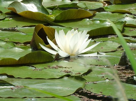 京成バラ園 睡蓮の池07