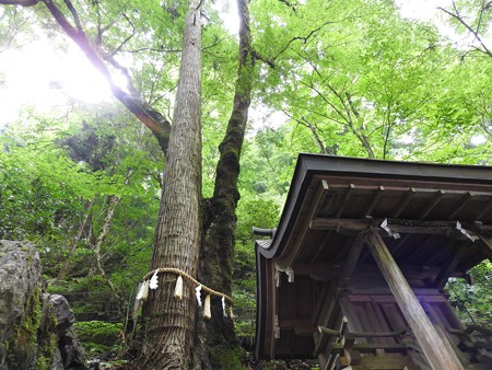 貴船神社 奥宮08 連理の杉(椙と槭)