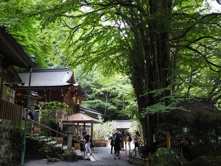 貴船神社 本宮08 桂(御神木)