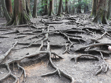 鞍馬寺21 木の根道 地を這う龍の群れ