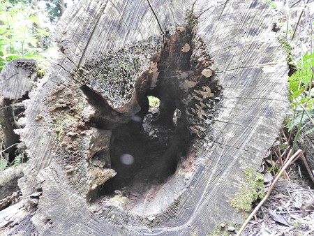 鞍馬寺 倒木の中にオーブ1