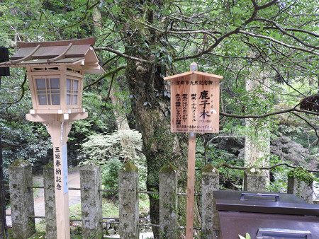 鞍馬寺48 由岐神社 鹿子の木