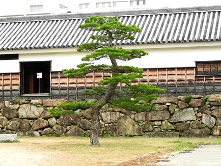 広島城12 姿よき松