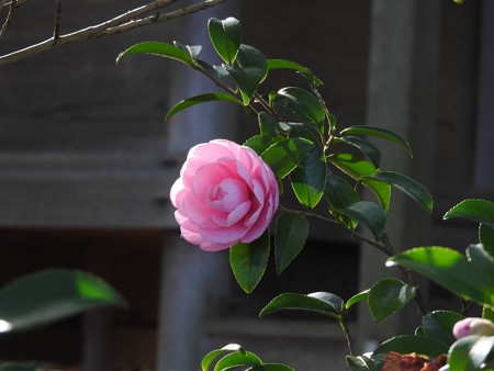 石山寺72 若宮6 椿