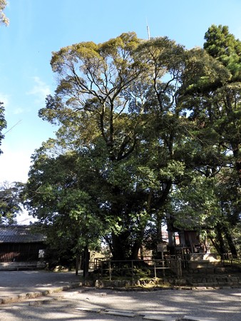 石山寺74 若宮横の樹2