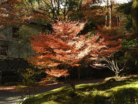 石山寺86 スポットライト2―輝く紅葉