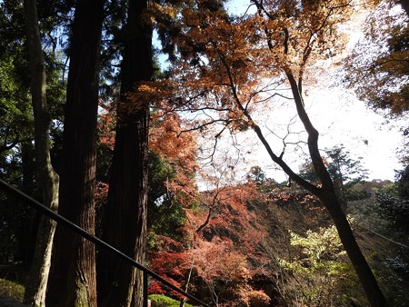 石山寺92 紅葉05