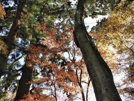 石山寺93 紅葉06