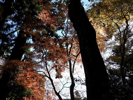 石山寺94 紅葉07
