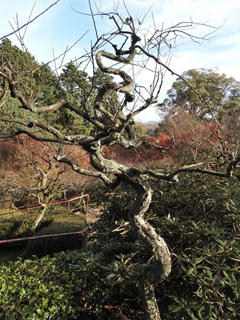 石山寺105 東風の苑の龍梅