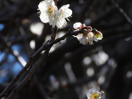 梅の精3
