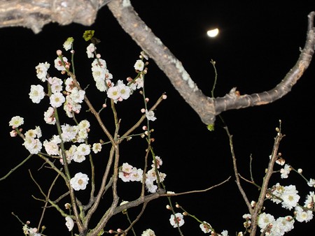 梅月夜 3