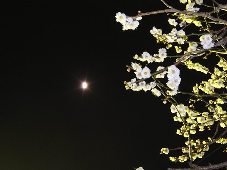 梅月夜 4