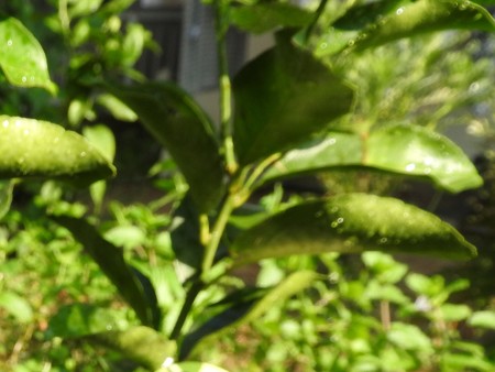 キアゲハの幼虫1 オーブ2