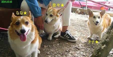 コ－ギー