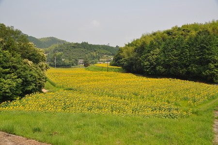 DSC_4244