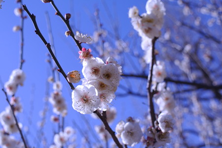梅の花